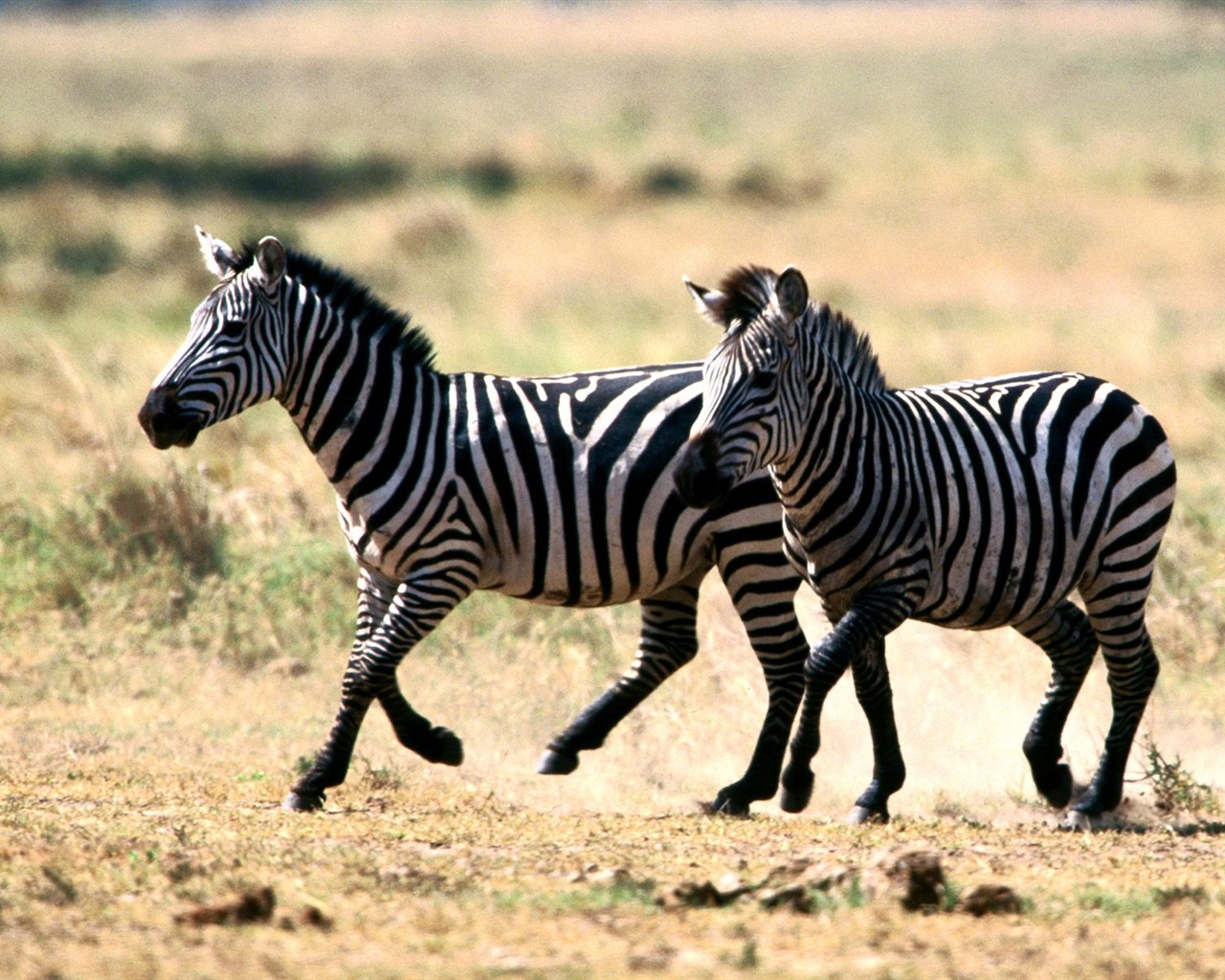 Zebra Фото обои #20 - 1280x1024