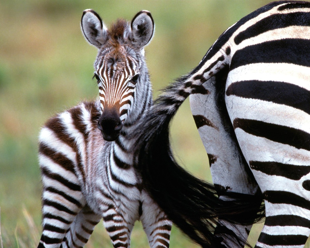 Zebra Фото обои #22 - 1280x1024