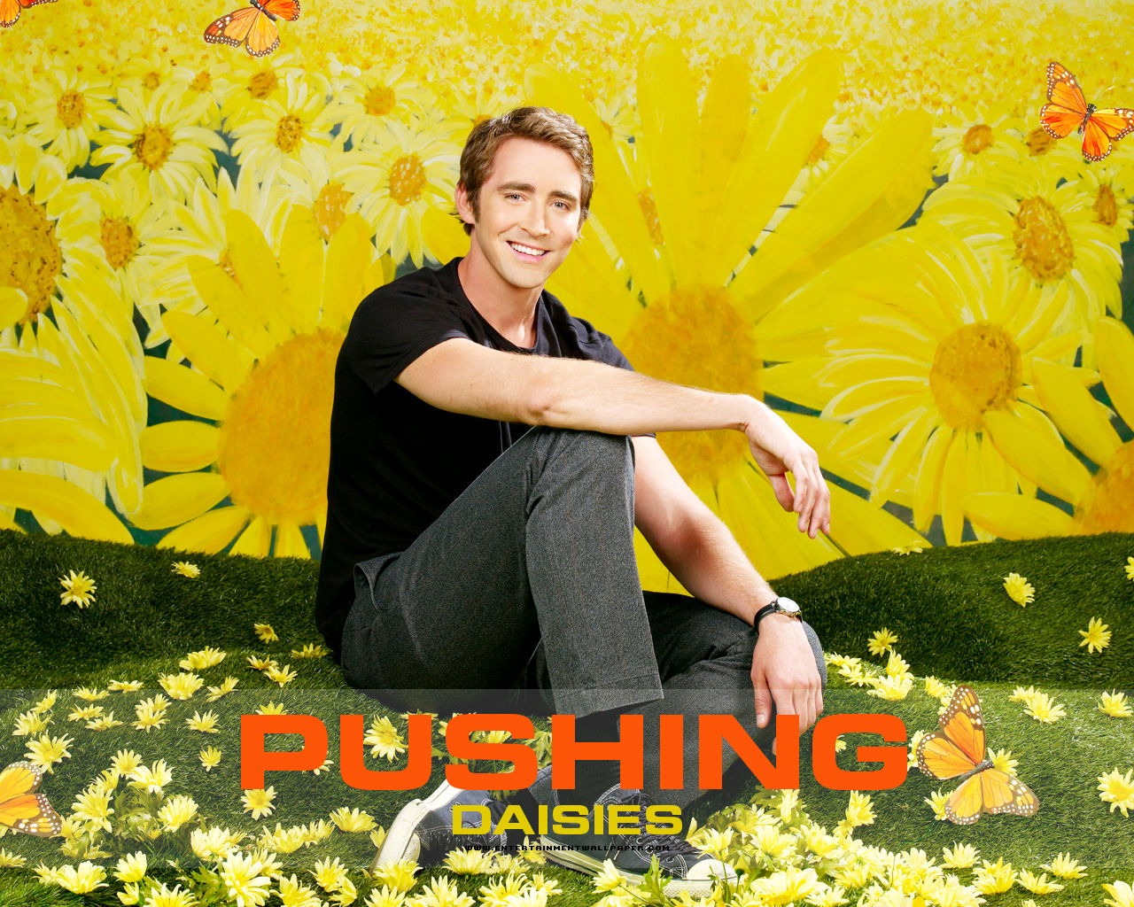 Pushing Daisies 灵指神探14 - 1280x1024