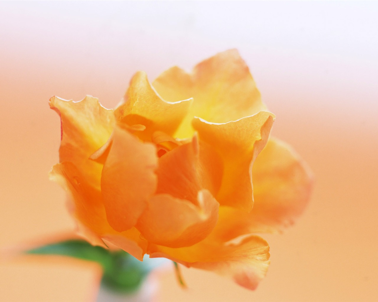Květiny close-up (21) #10 - 1280x1024