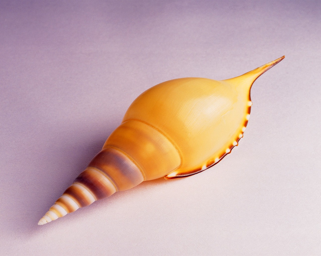 Conch Shell Tapete Album (1) #2 - 1280x1024