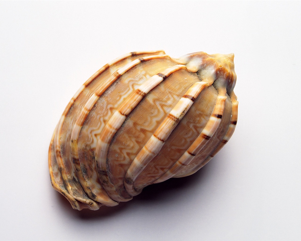 Conch Shell album papier peint (1) #11 - 1280x1024
