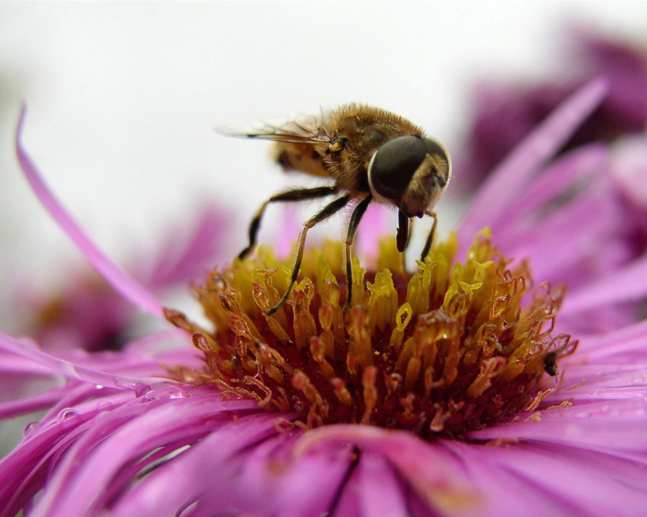 Láska Bee Květinové tapetu (4) #3 - 1280x1024