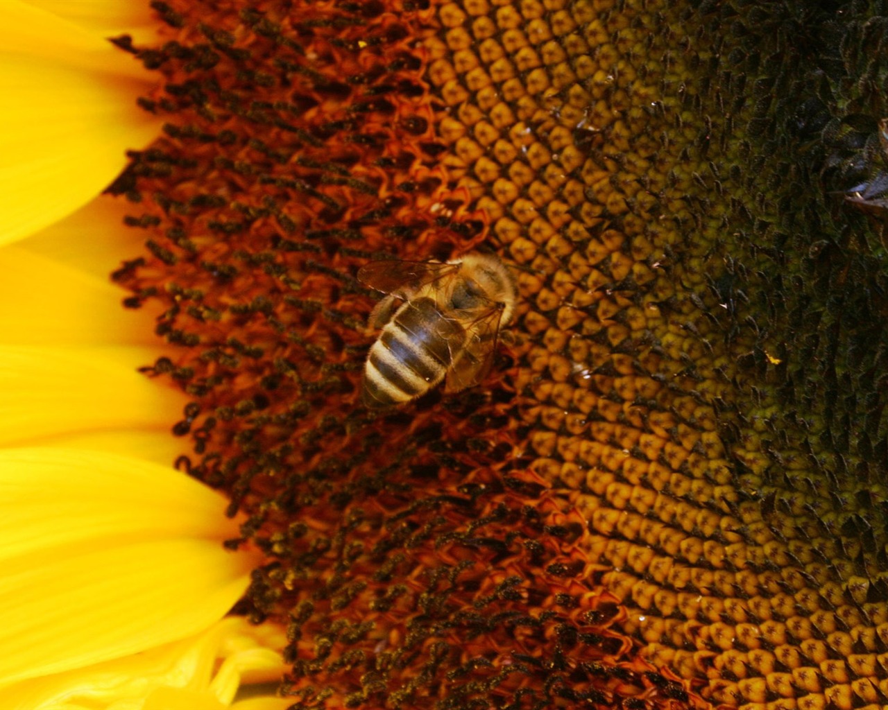 Láska Bee Květinové tapetu (4) #6 - 1280x1024