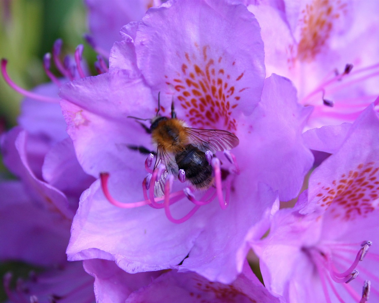 Láska Bee Květinové tapetu (4) #9 - 1280x1024