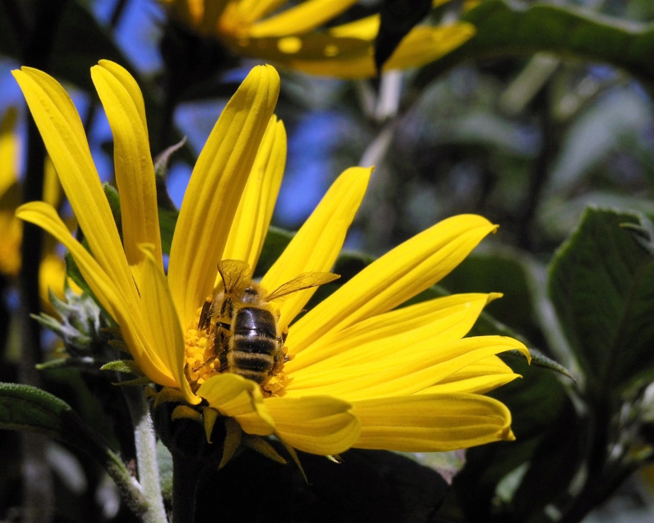 Láska Bee Květinové tapetu (4) #10 - 1280x1024