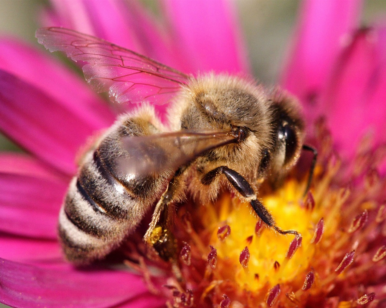 Láska Bee Květinové tapetu (4) #11 - 1280x1024