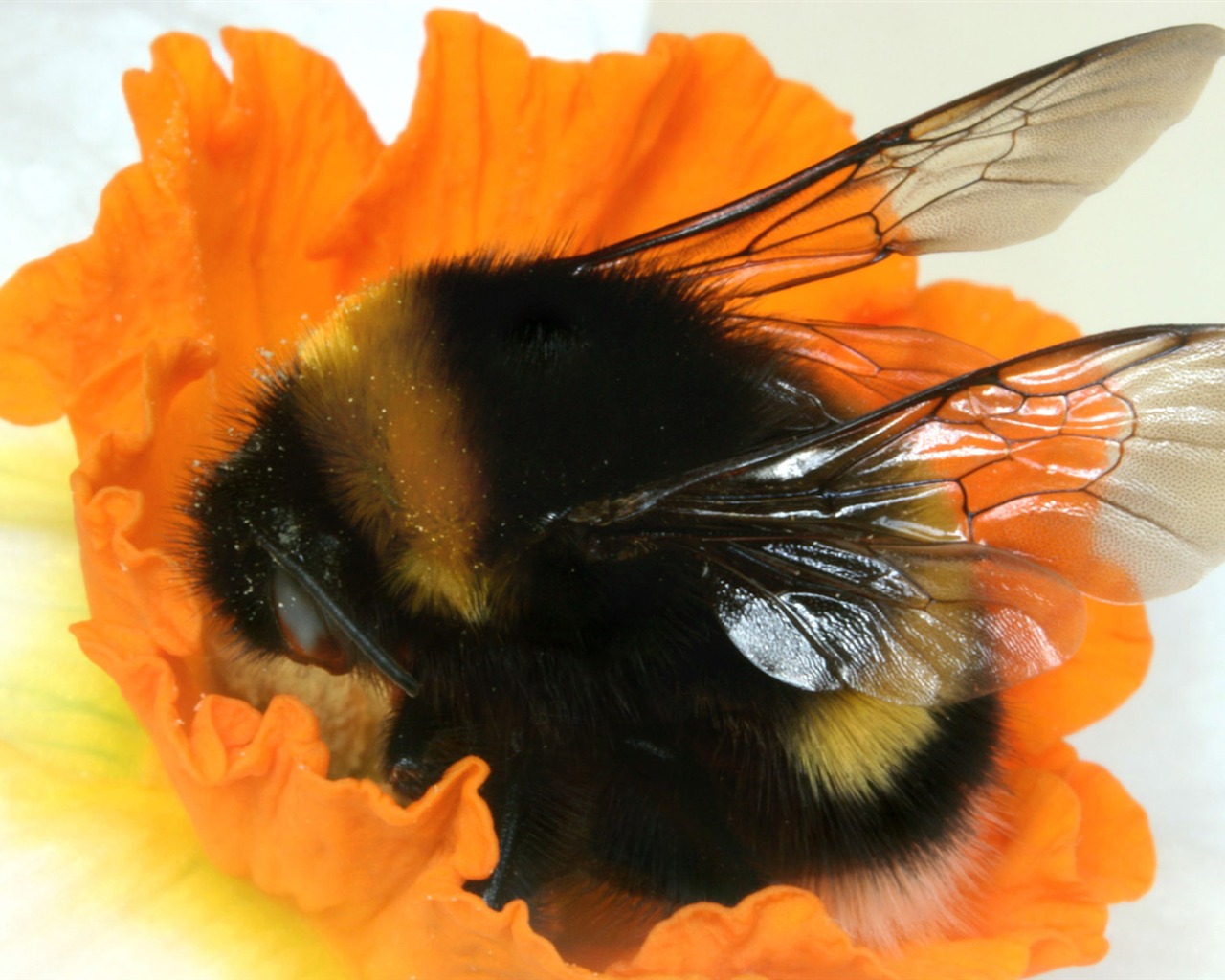 Láska Bee Květinové tapetu (4) #17 - 1280x1024
