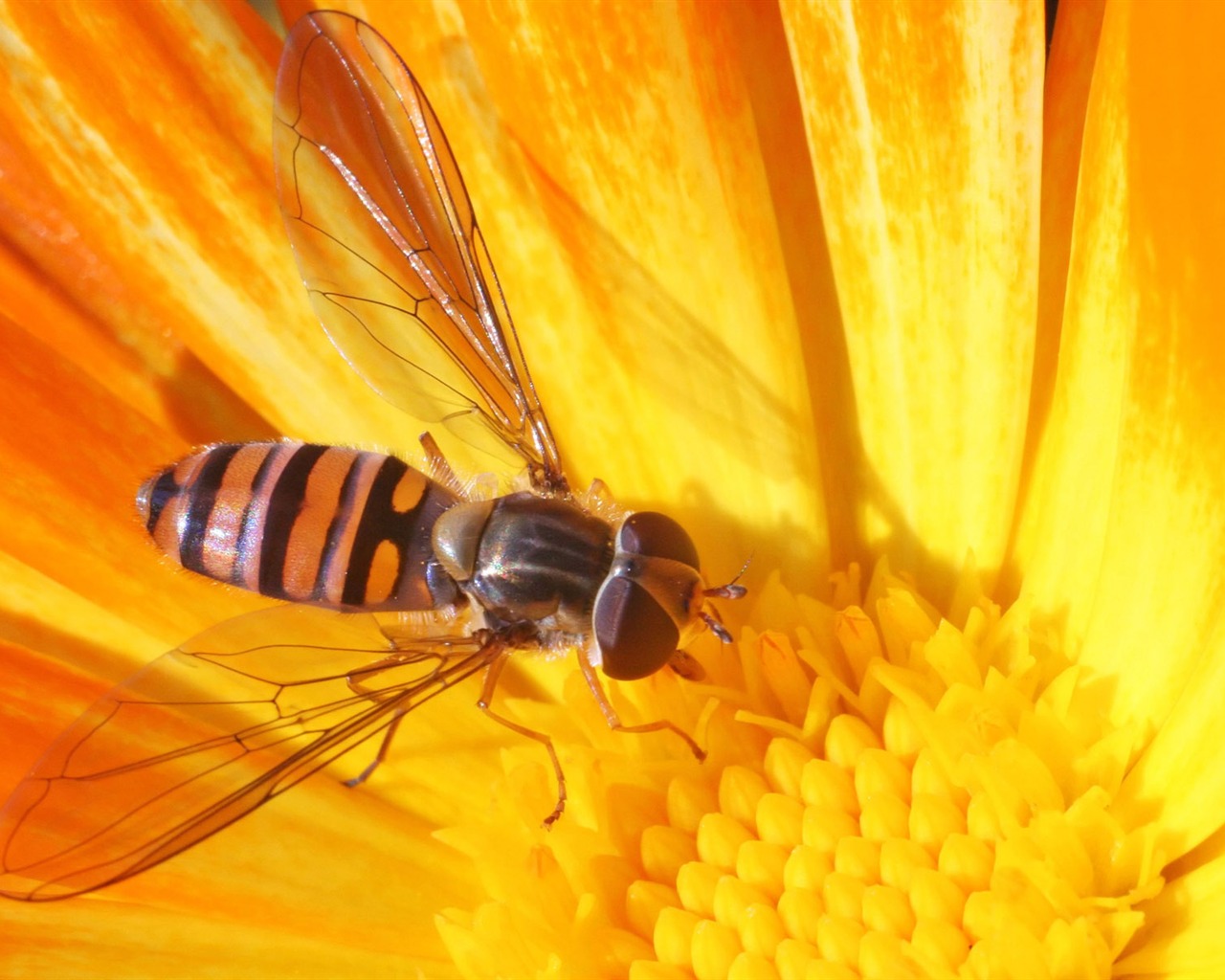 Láska Bee Květinové tapetu (4) #19 - 1280x1024