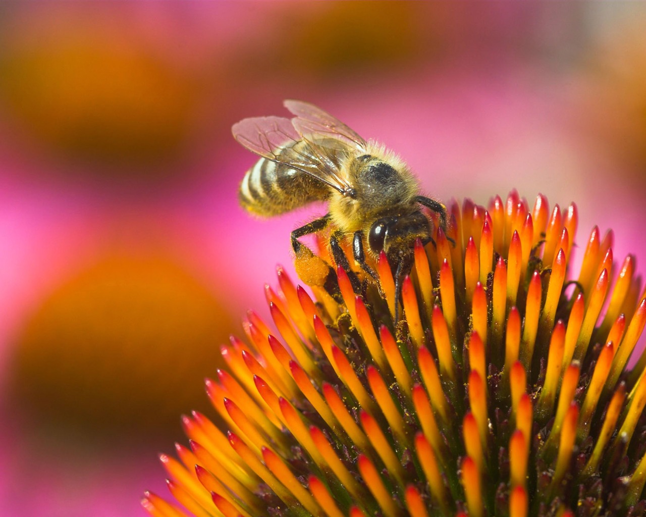 Láska Bee Květinové tapetu (4) #20 - 1280x1024