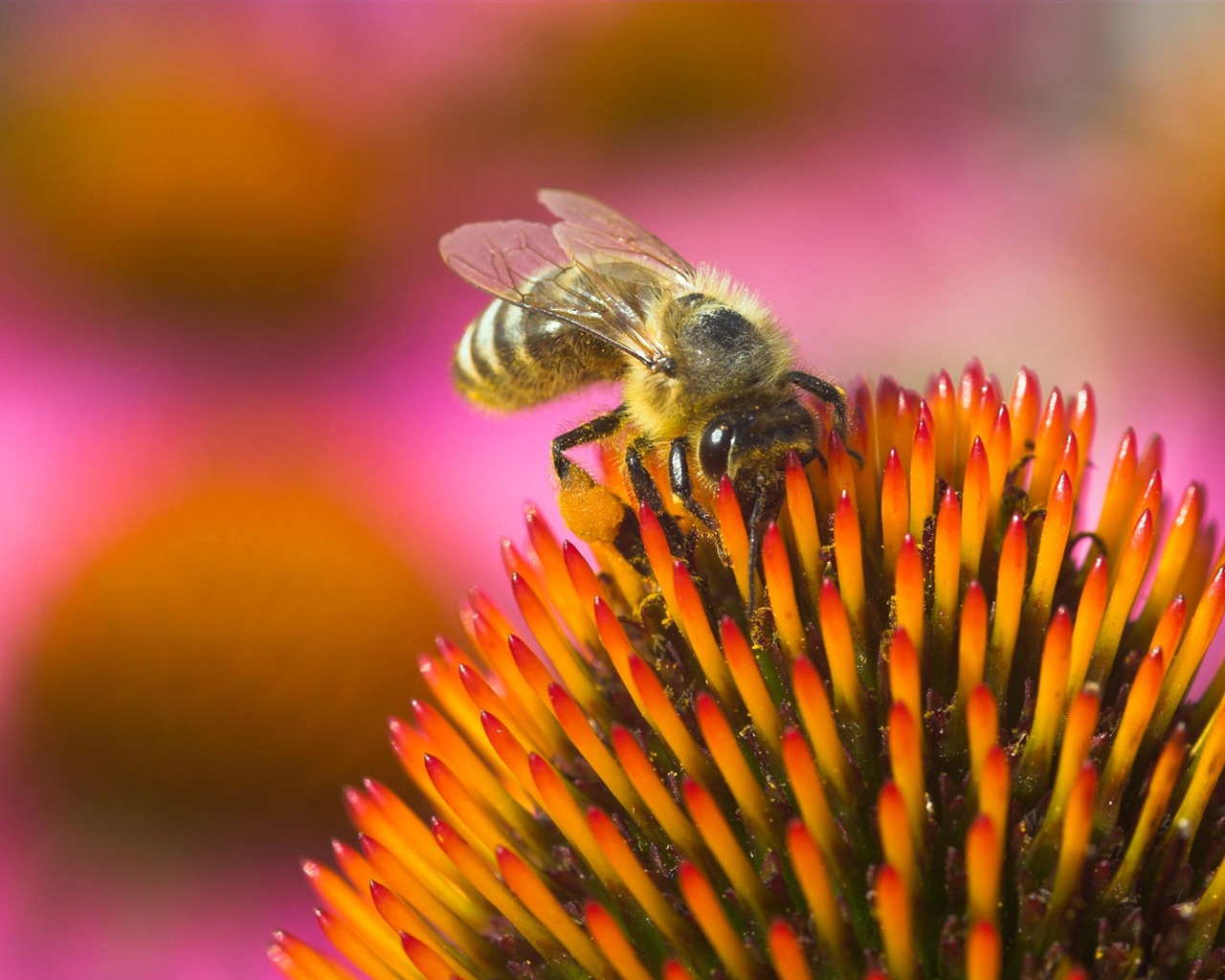 Amor Abeja Flor fondo de pantalla (4) #20 - 1280x1024