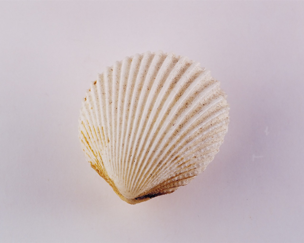 贝壳海螺壁纸专辑(二)7 - 1280x1024