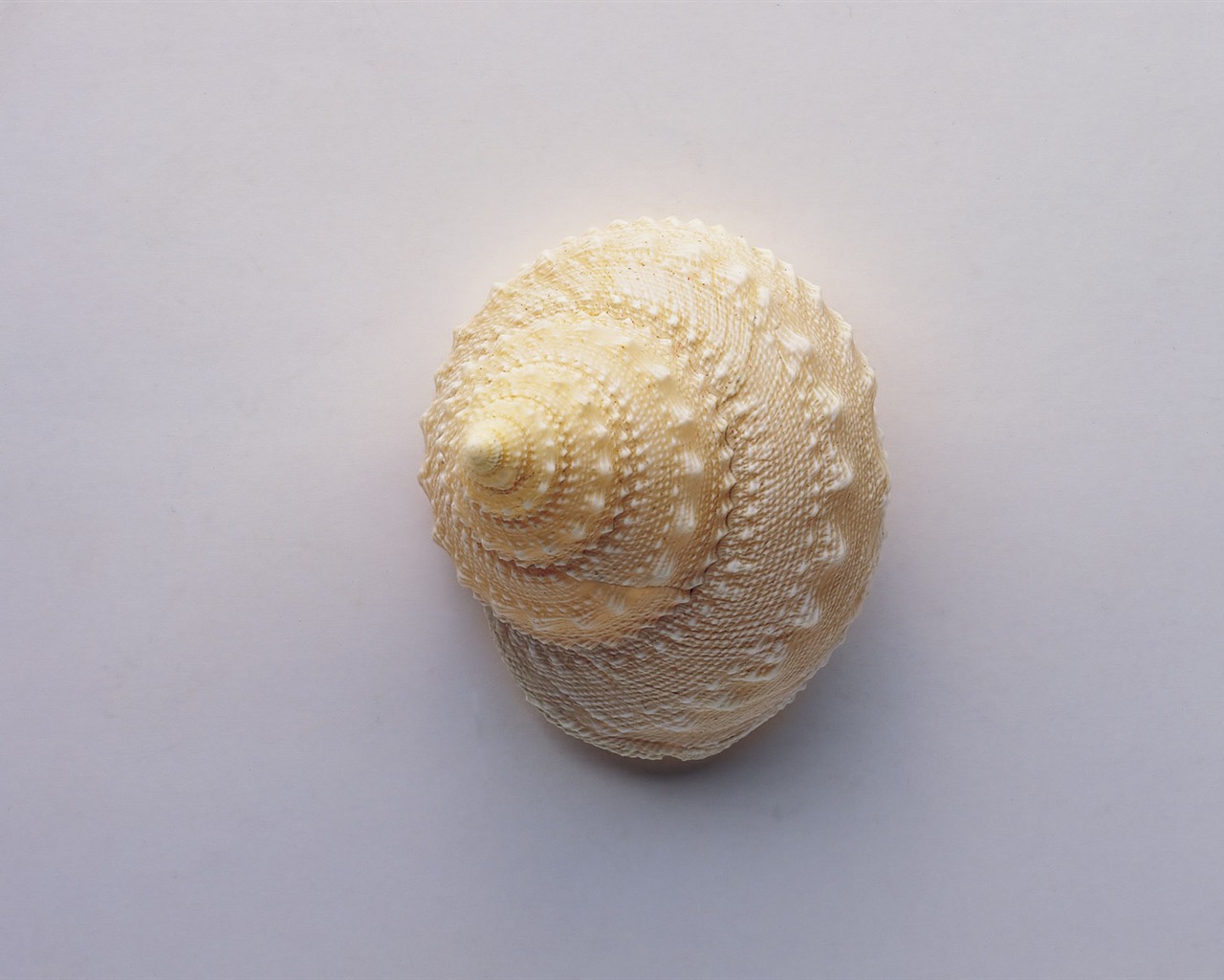 貝殼海螺壁紙專輯(二) #9 - 1280x1024