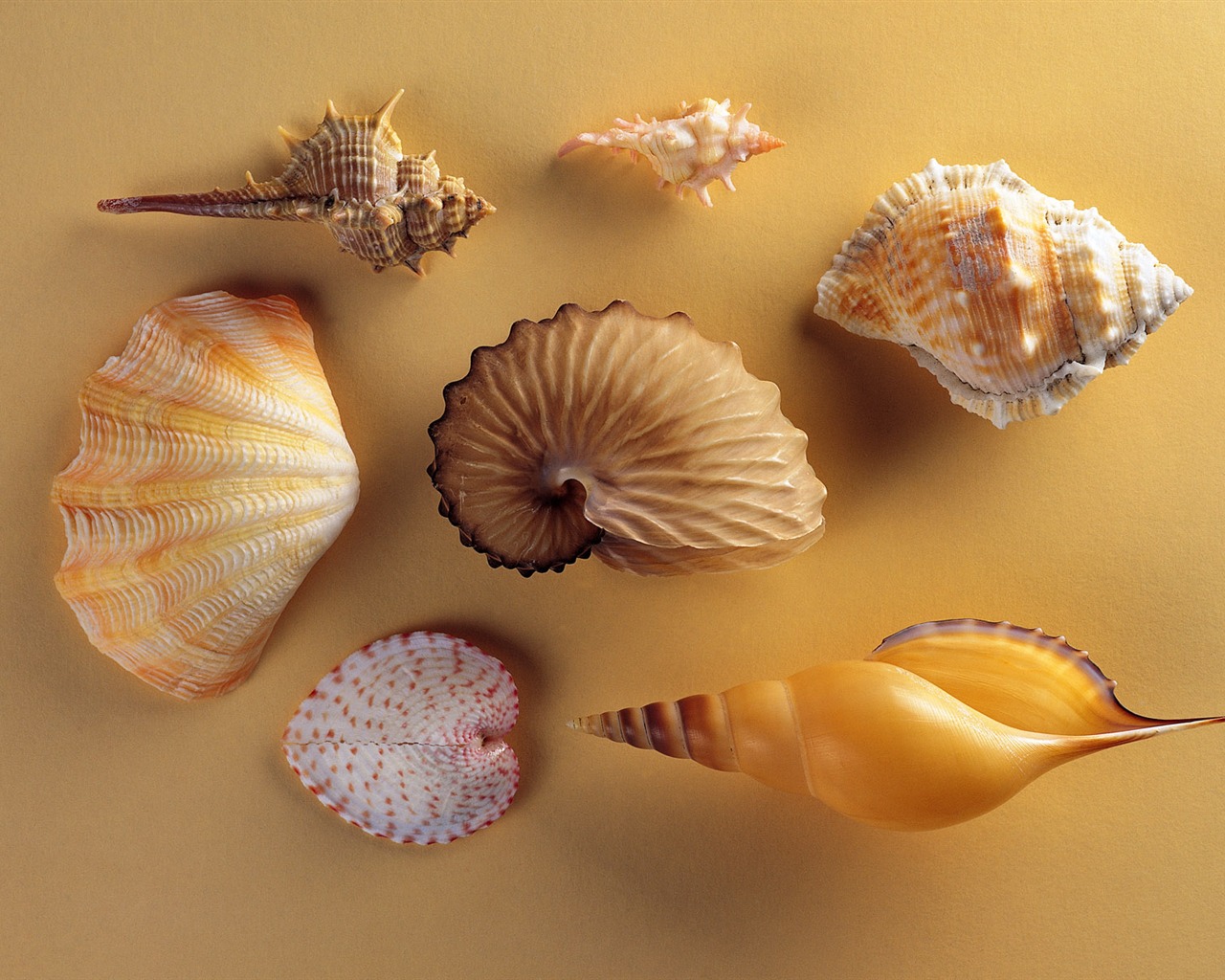 贝壳海螺壁纸专辑(二)20 - 1280x1024