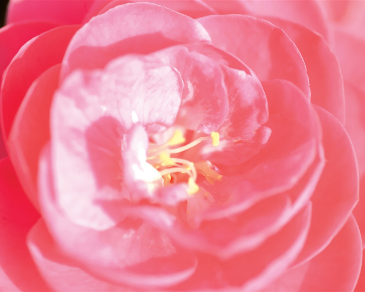 韩国花卉摄影高清纸17 - 1280x1024