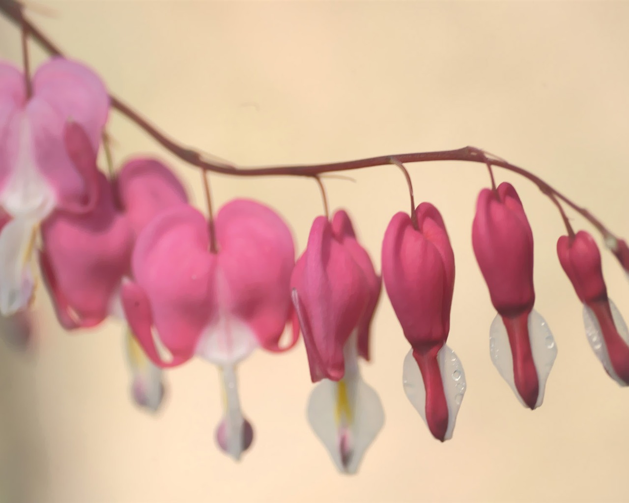 韩国花卉摄影高清纸19 - 1280x1024