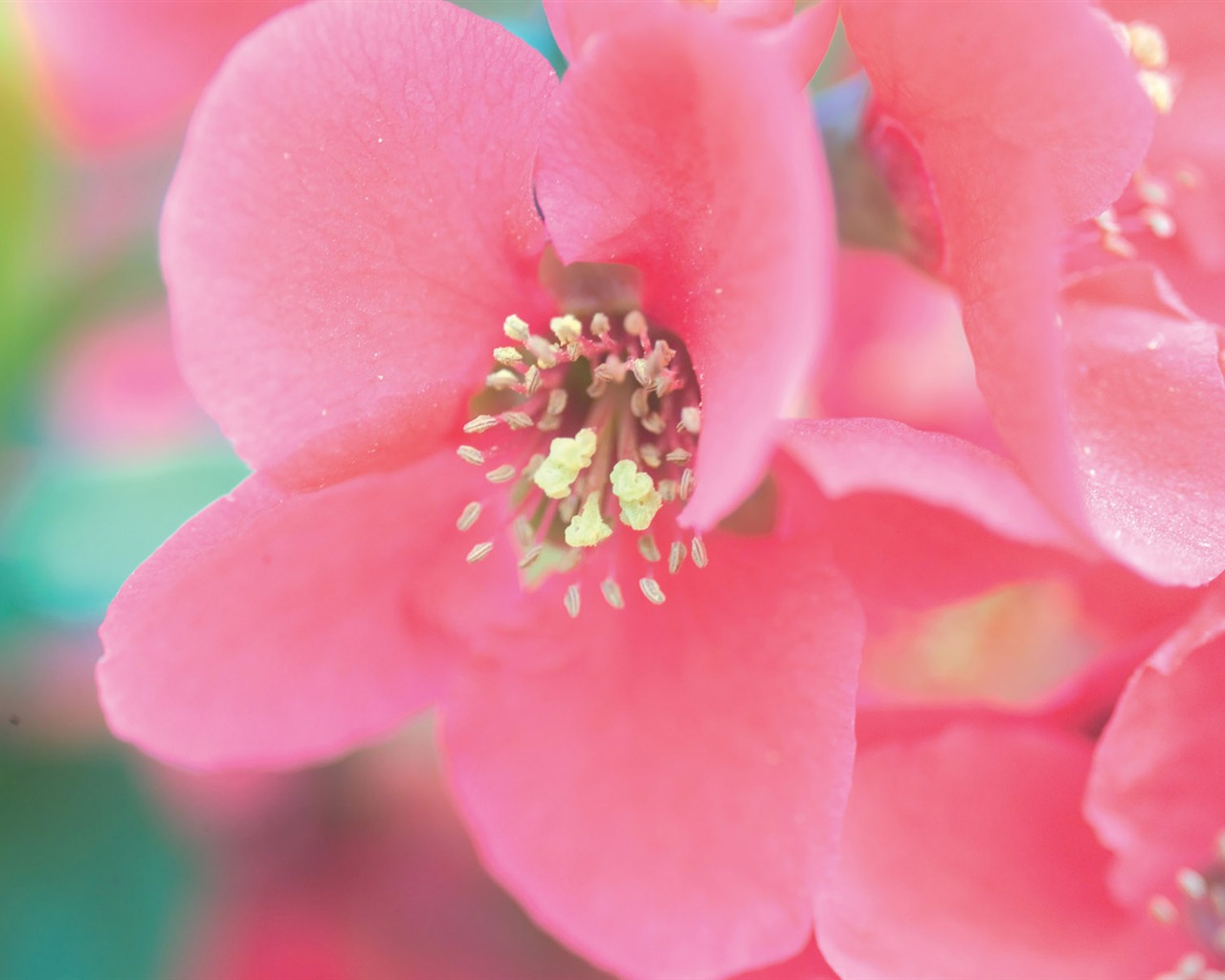 韩国花卉摄影高清纸20 - 1280x1024