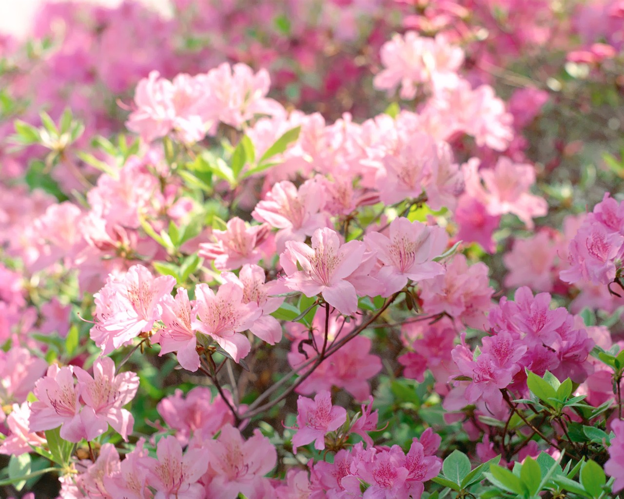 Corea del Sur Flores de papel de alta definición #22 - 1280x1024