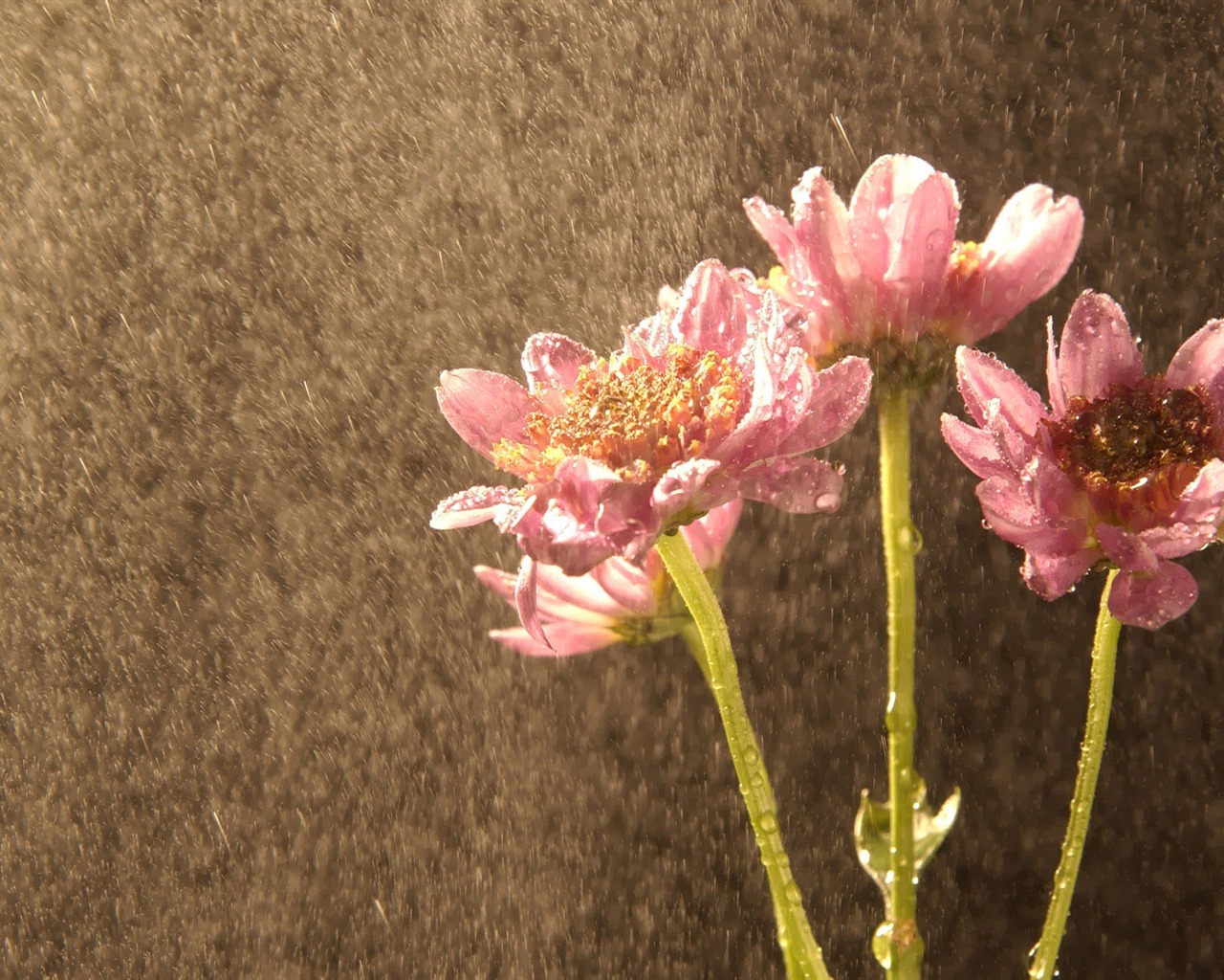 Corea del Sur Flores de papel de alta definición #31 - 1280x1024