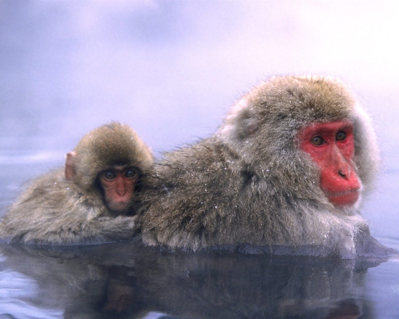 Fond d'écran orang-outan singe (1) #7 - 1280x1024