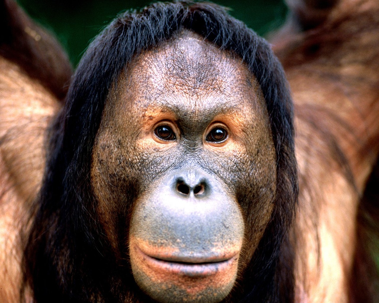 Fond d'écran orang-outan singe (1) #8 - 1280x1024
