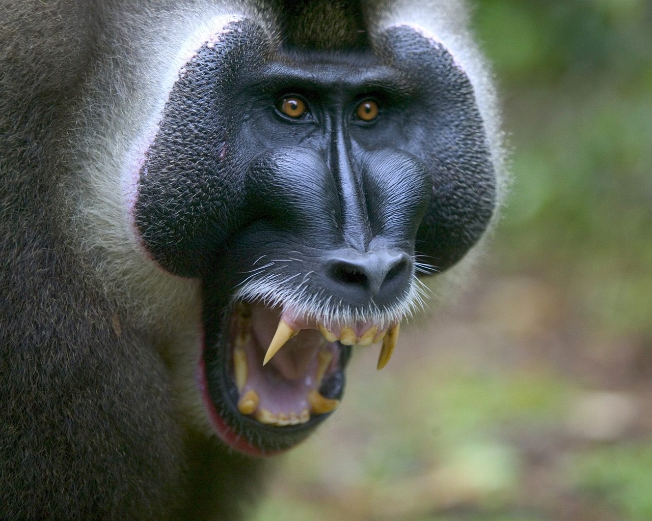 Fond d'écran orang-outan singe (1) #9 - 1280x1024