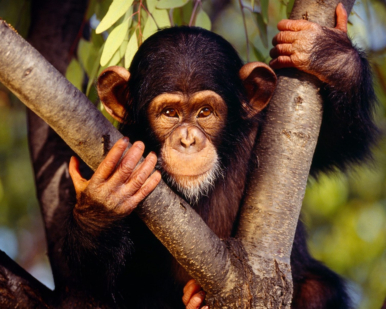 Monkey орангутанга обои (1) #10 - 1280x1024