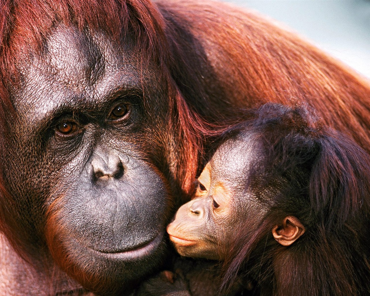 Fond d'écran orang-outan singe (1) #11 - 1280x1024