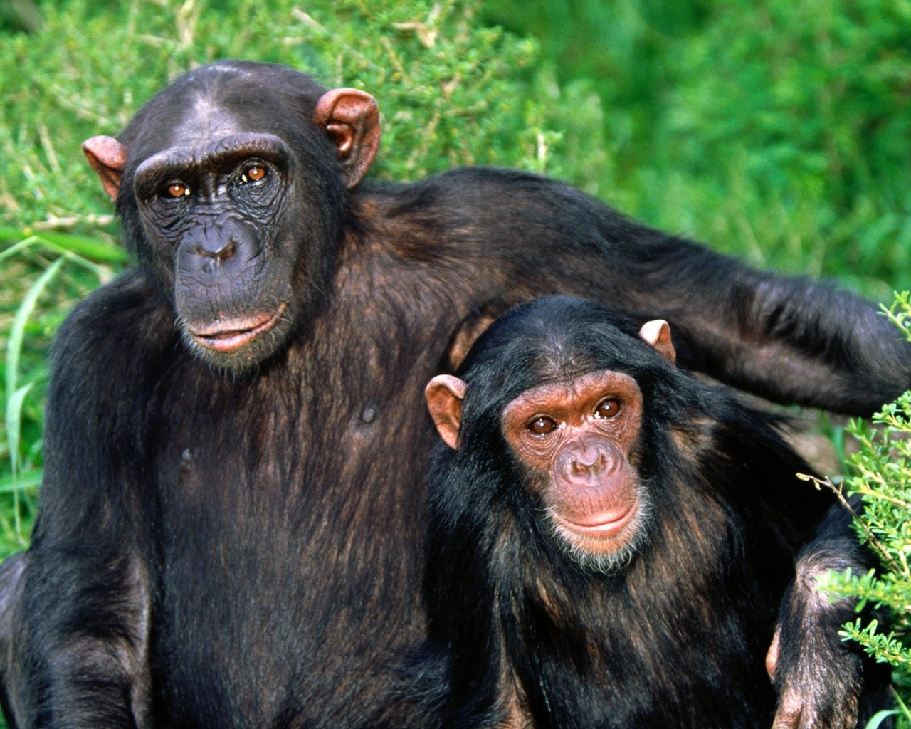 Fond d'écran orang-outan singe (1) #12 - 1280x1024