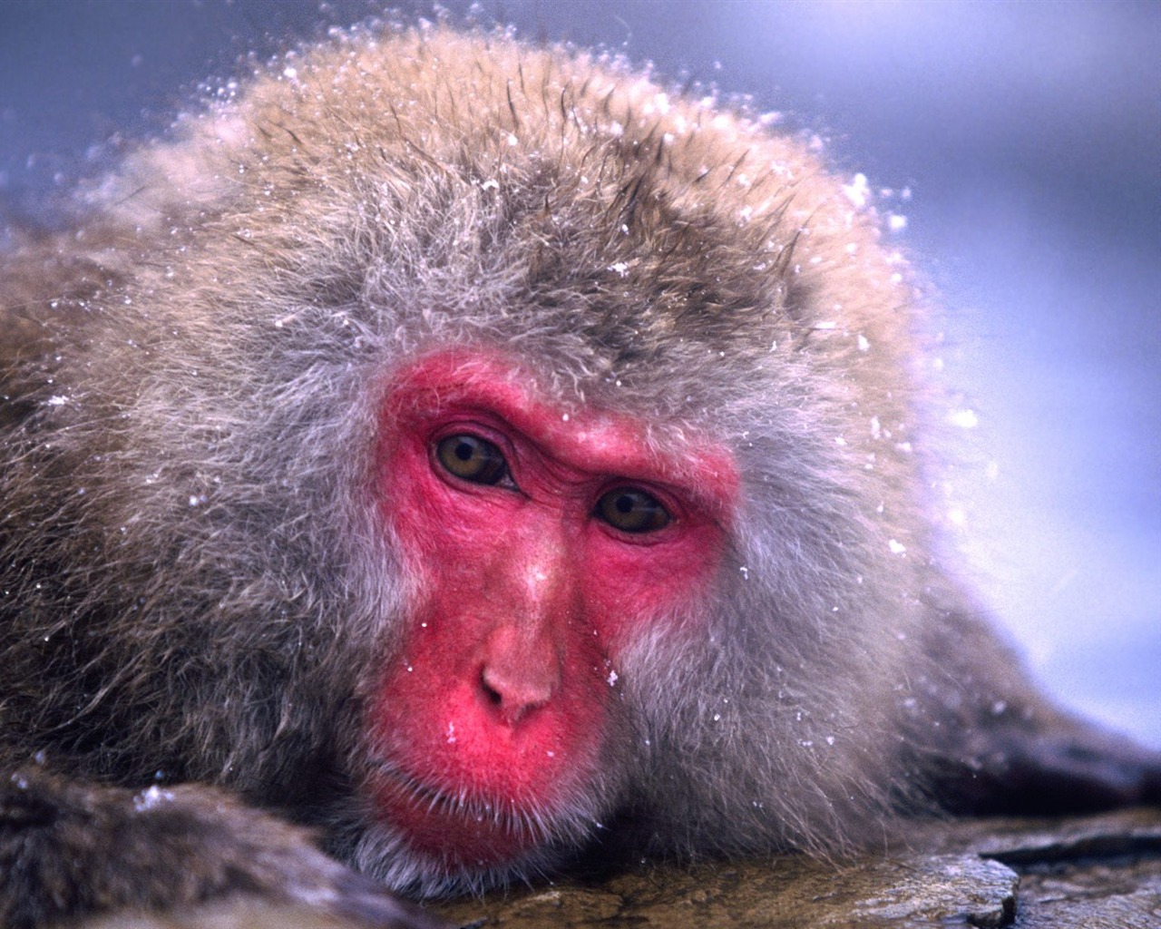 Fond d'écran orang-outan singe (1) #14 - 1280x1024