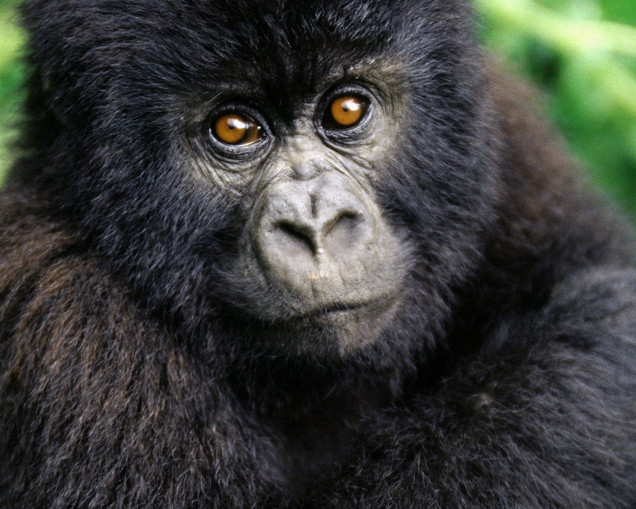 Monkey orangutan tapety (1) #15 - 1280x1024
