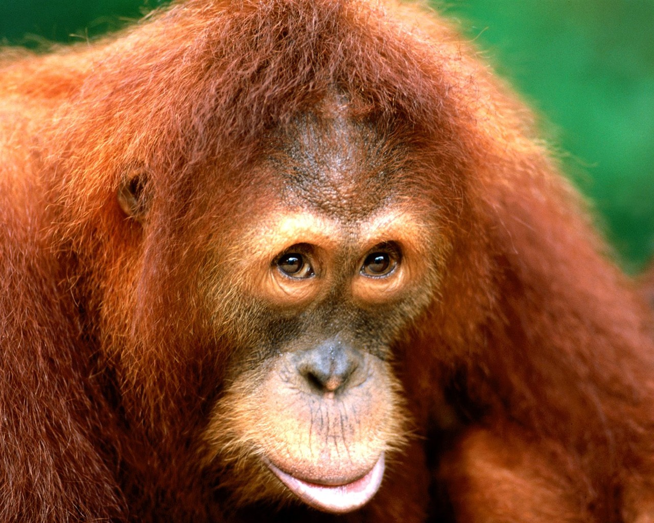 Fond d'écran orang-outan singe (1) #16 - 1280x1024