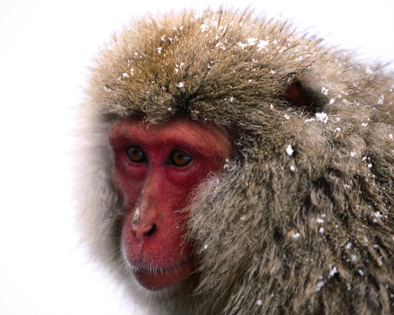 Fond d'écran orang-outan singe (1) #17 - 1280x1024