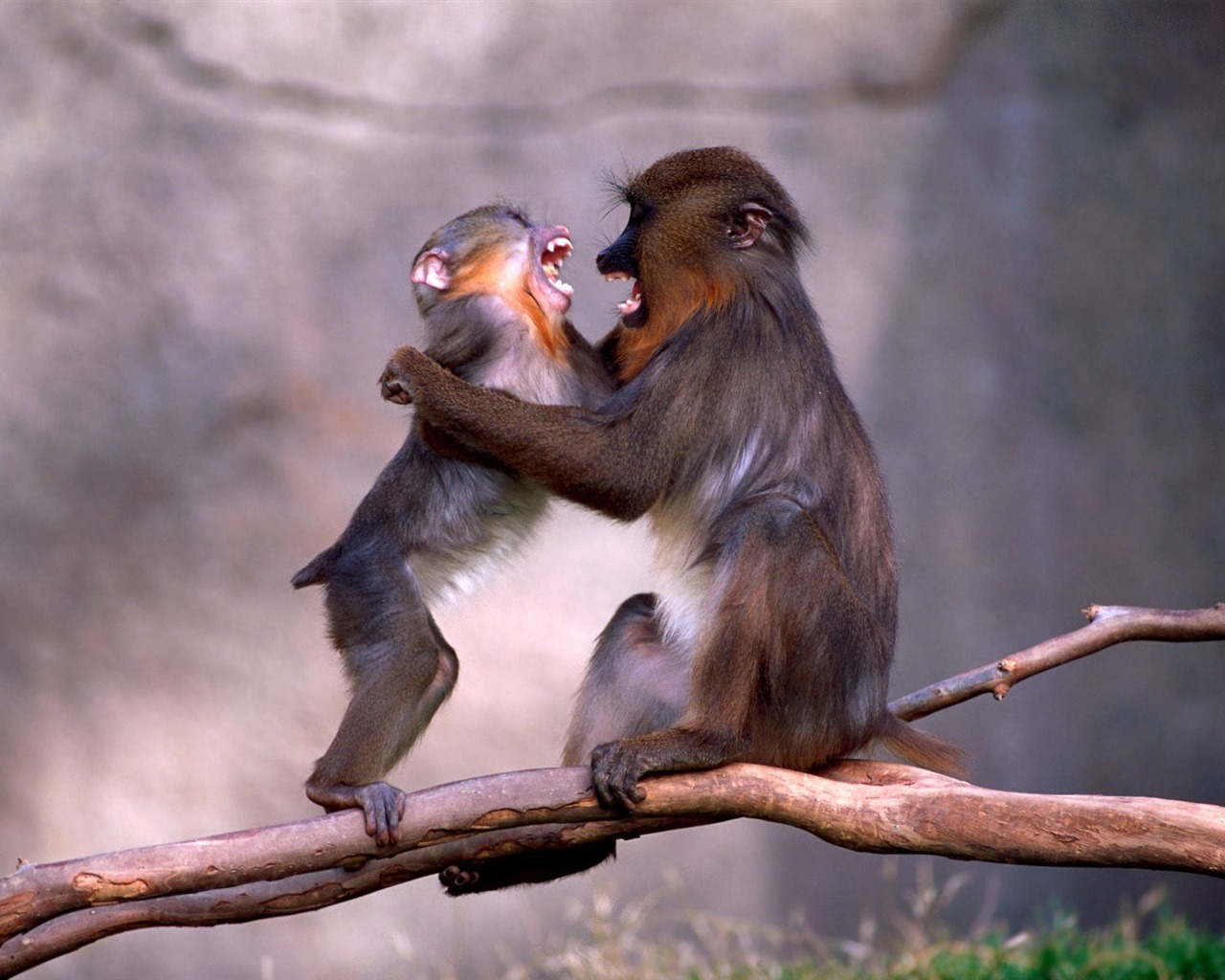 원숭이 오랑우탄의 벽지 (1) #18 - 1280x1024