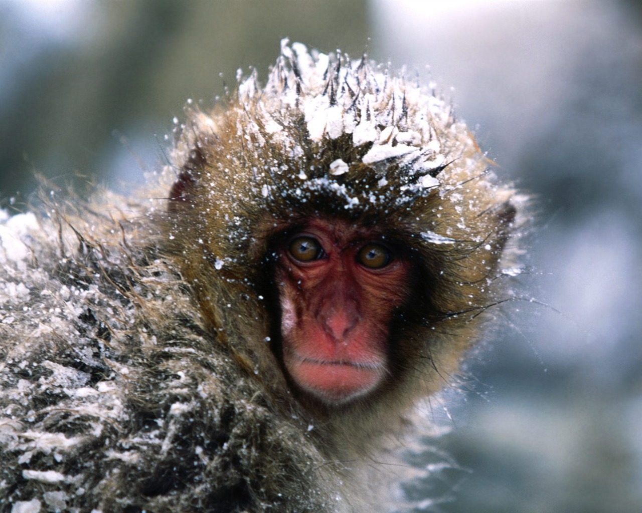 Fond d'écran orang-outan singe (1) #19 - 1280x1024