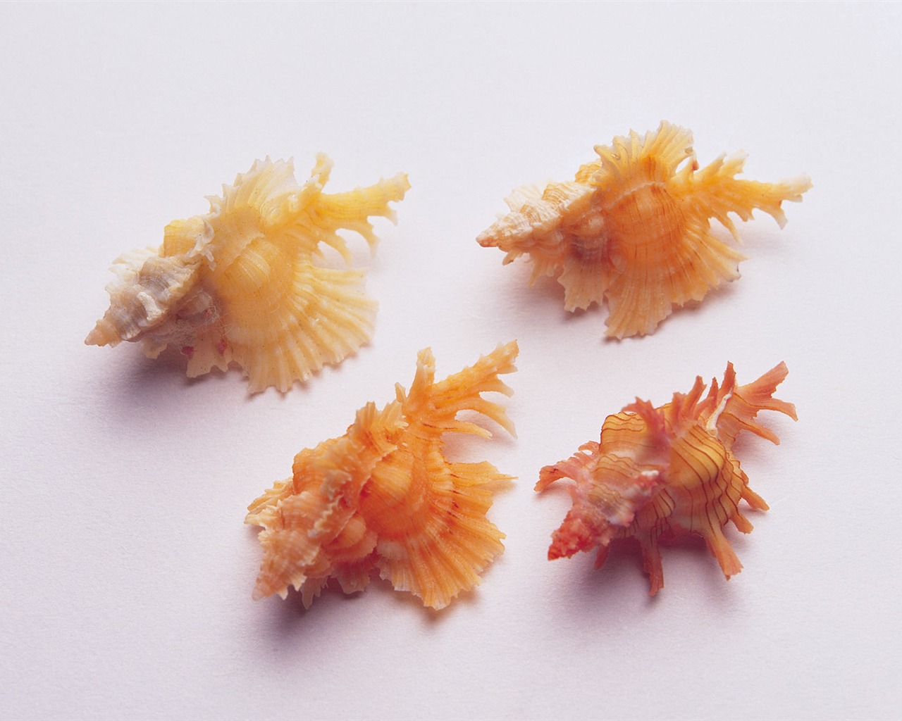 贝壳海螺壁纸专辑(三)3 - 1280x1024