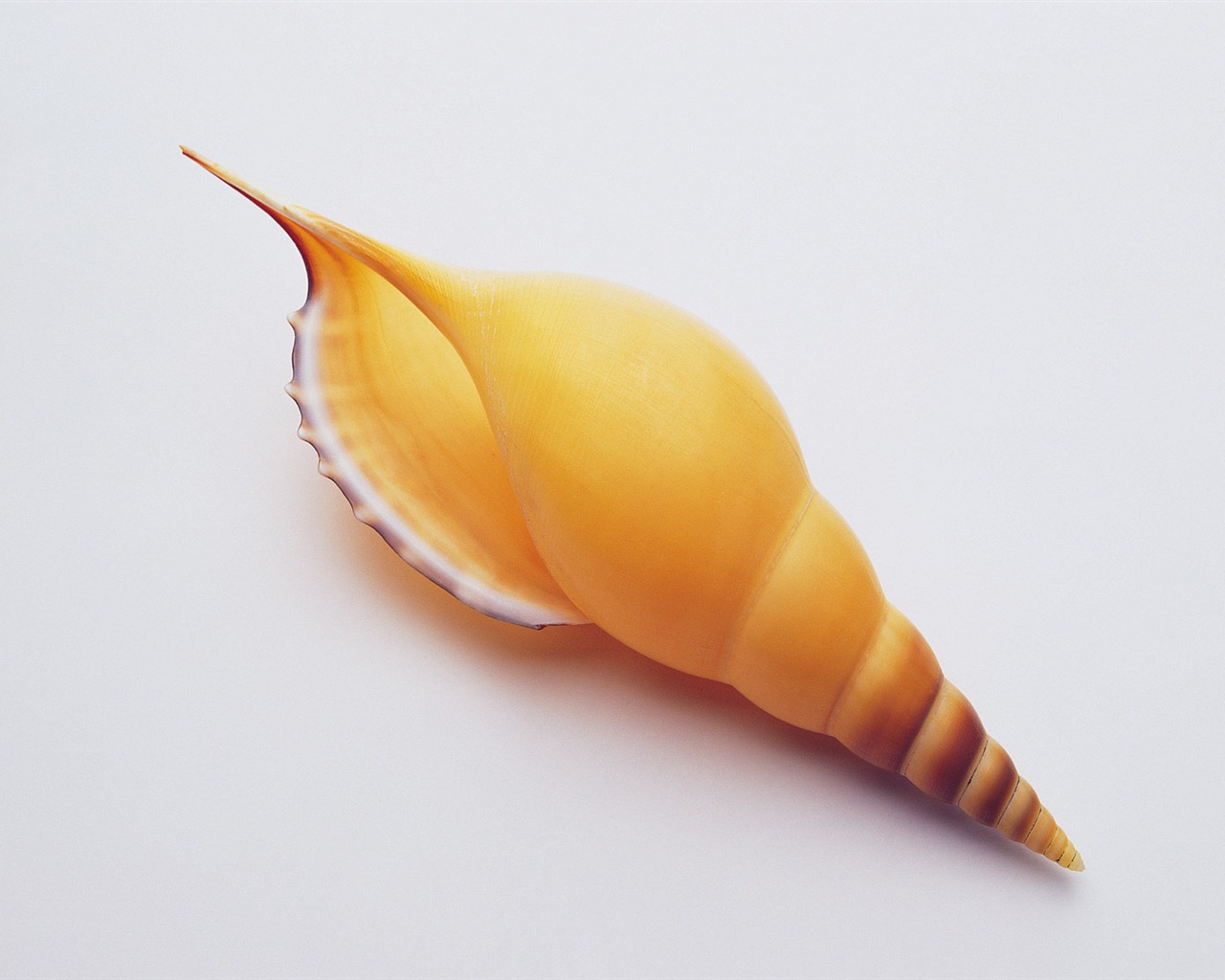 贝壳海螺壁纸专辑(三)7 - 1280x1024