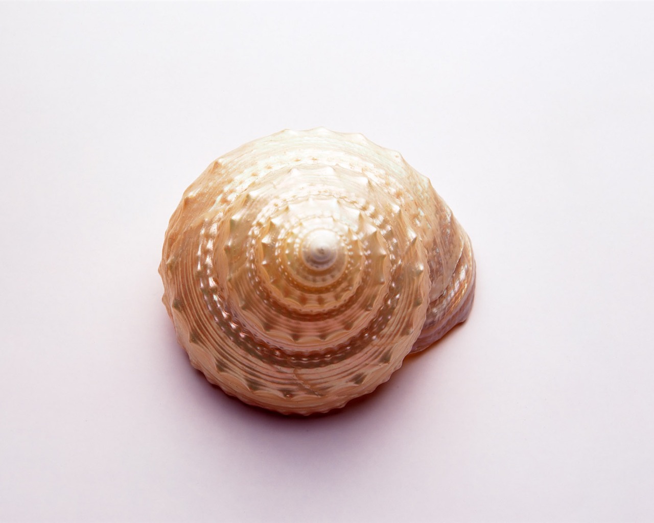 贝壳海螺壁纸专辑(三)9 - 1280x1024