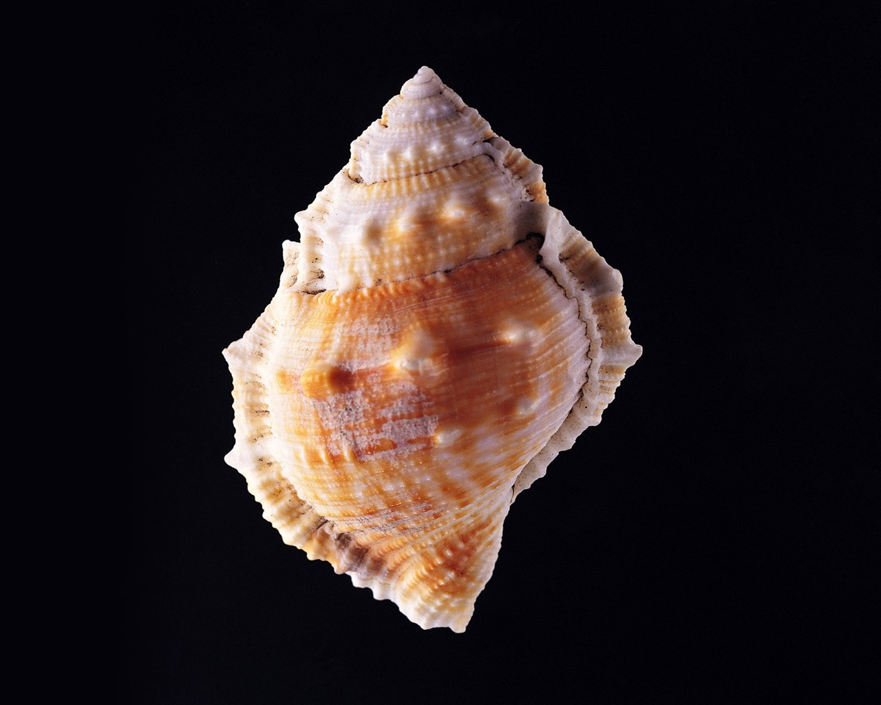 贝壳海螺壁纸专辑(三)12 - 1280x1024