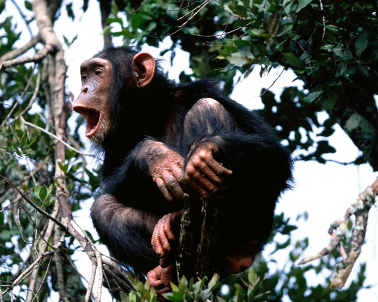 Monkey orangutan tapetu (2) #3 - 1280x1024