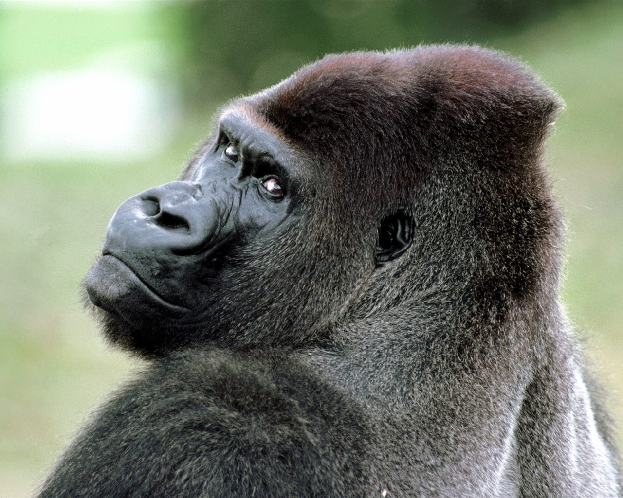 Monkey orangutan tapetu (2) #9 - 1280x1024