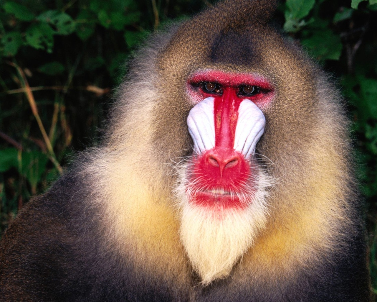 Fond d'écran orang-outan singe (2) #11 - 1280x1024