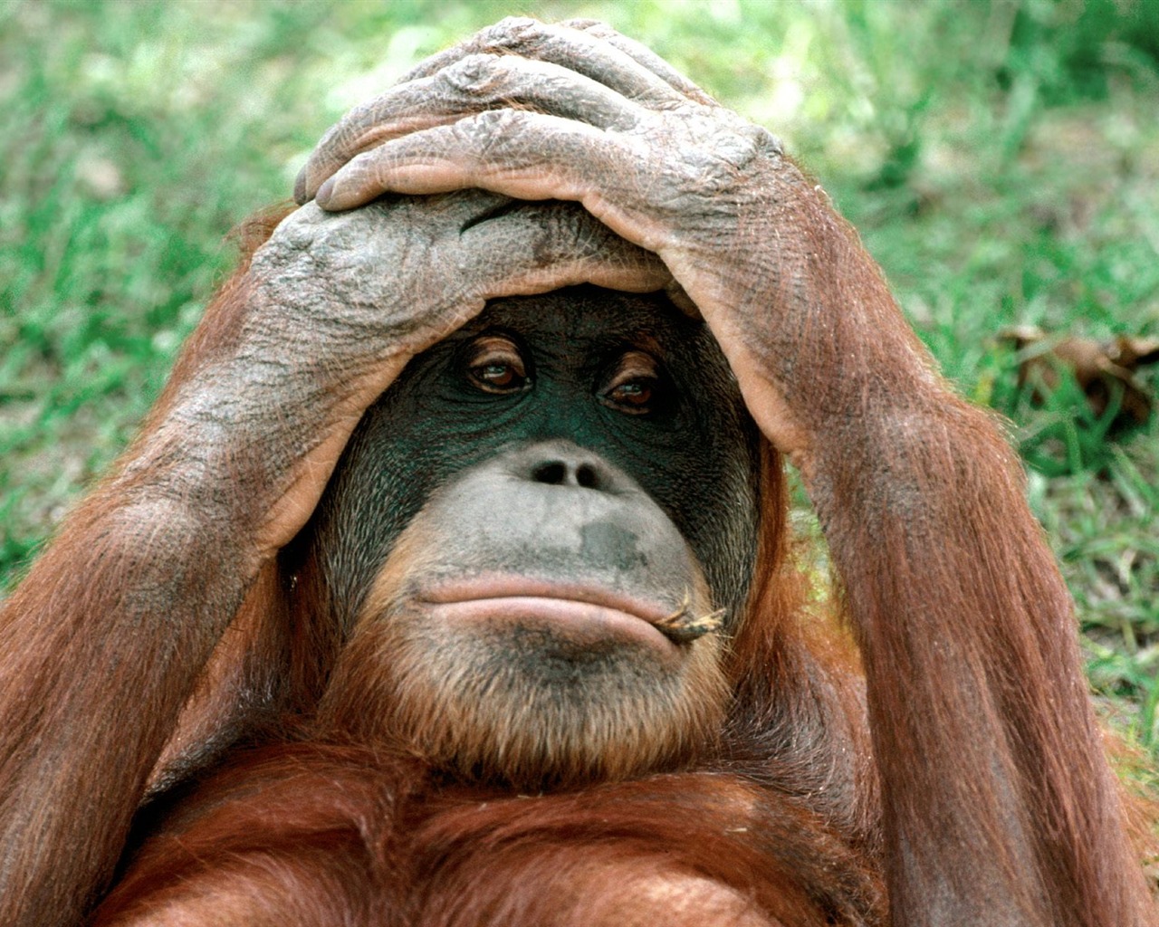 Mono fondos de escritorio de orangután (2) #13 - 1280x1024