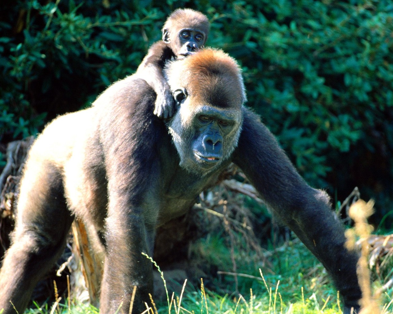 Monkey orangutan tapetu (2) #14 - 1280x1024