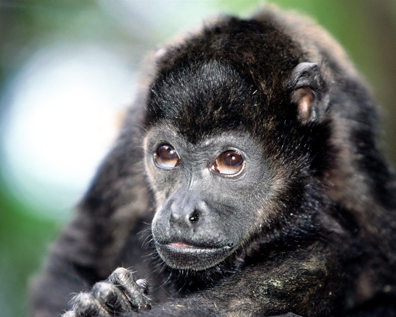 Monkey орангутанга обои (2) #16 - 1280x1024