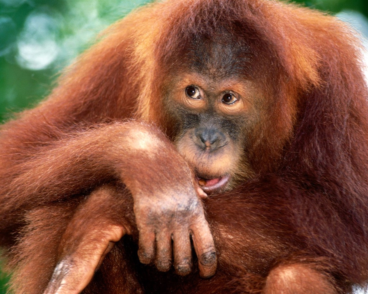 Monkey orangutan tapetu (2) #19 - 1280x1024