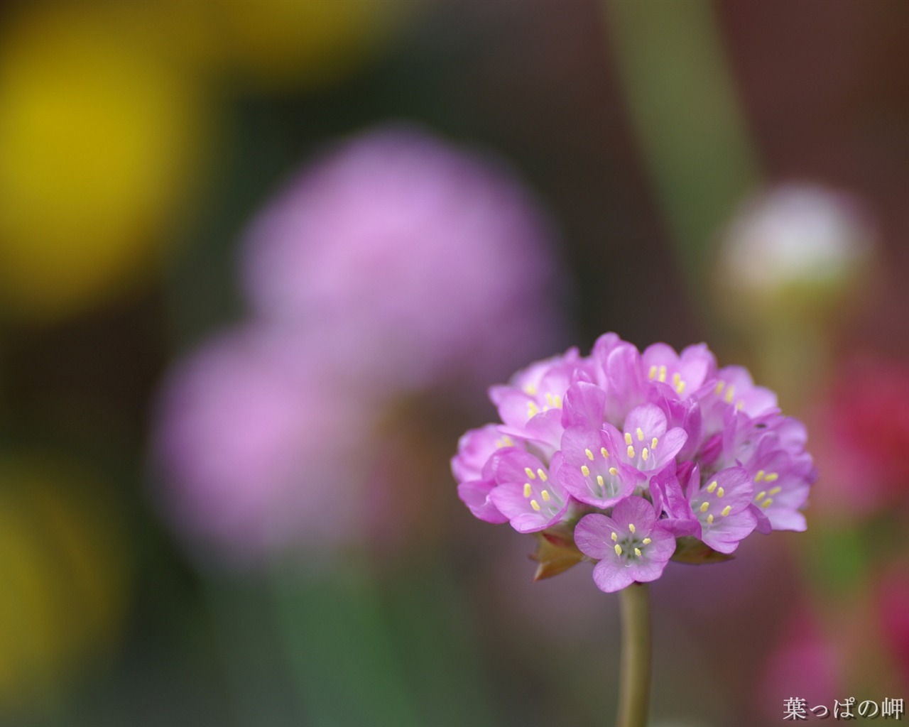 Personnels d'écran Fleurs (2) #8 - 1280x1024