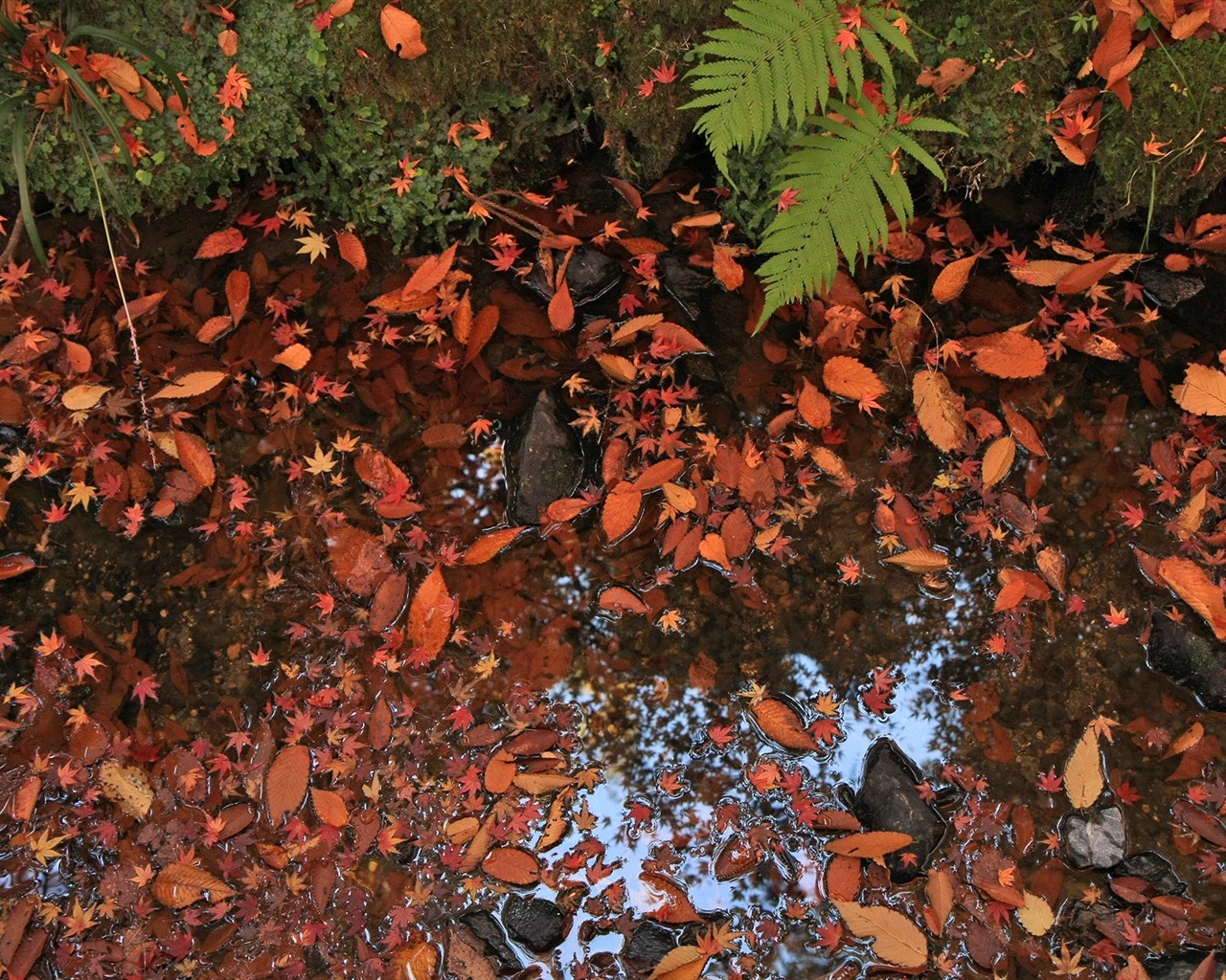 Maple Leaf Tapete gepflasterten Weg #3 - 1280x1024