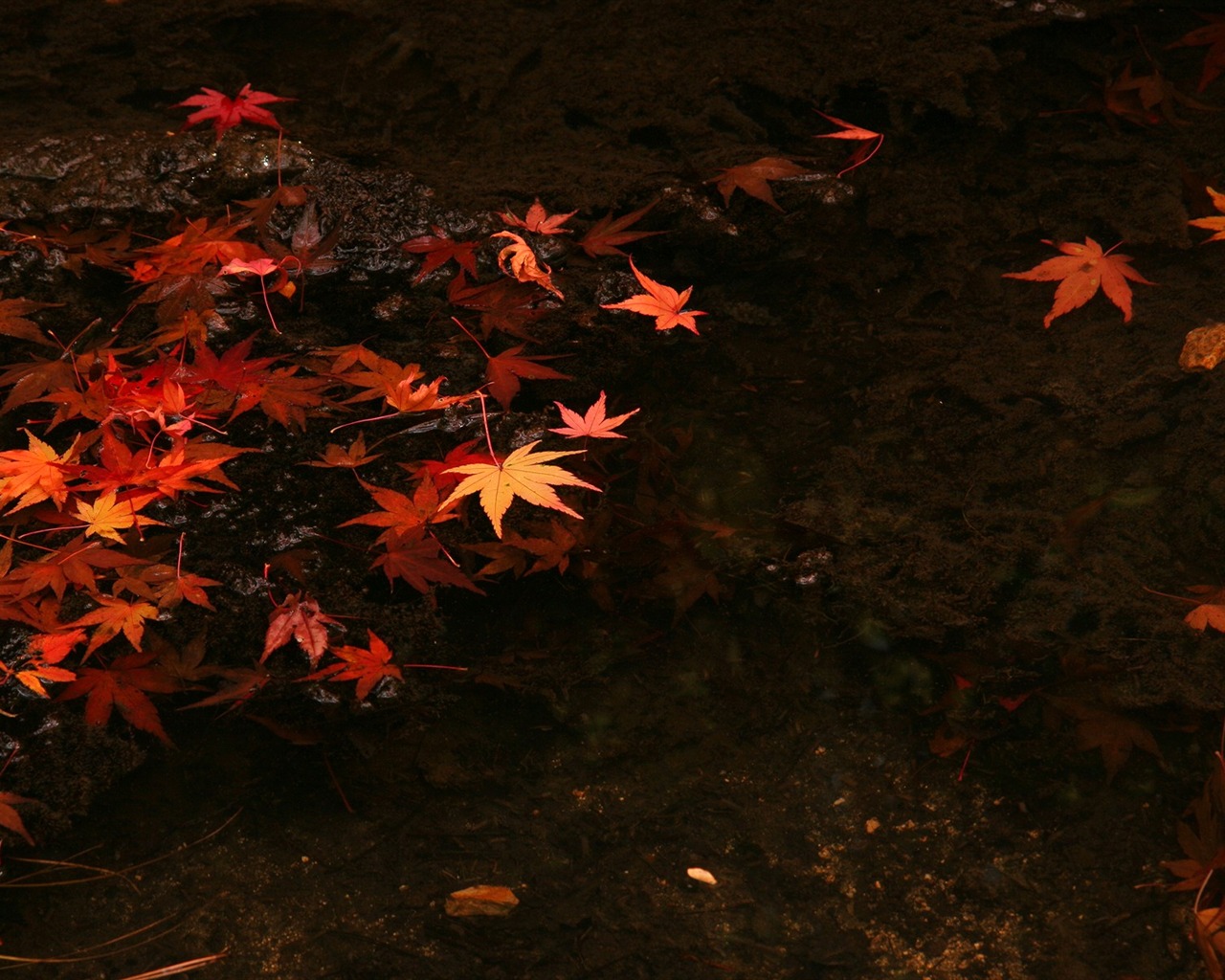 Maple Leaf wallpaper paved way #5 - 1280x1024