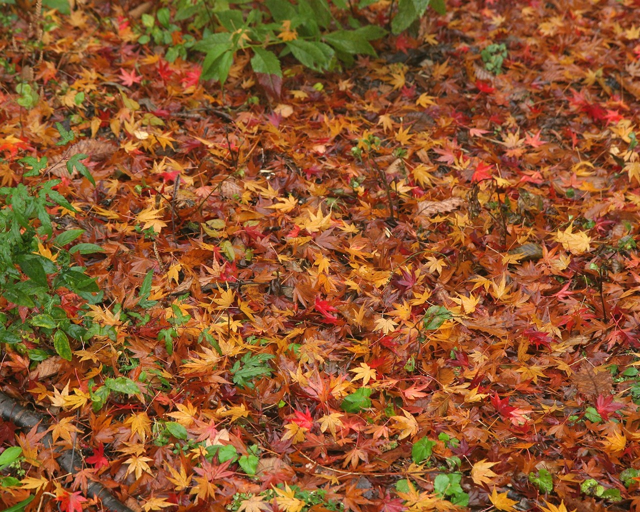 Maple Leaf wallpaper paved way #6 - 1280x1024